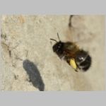 Anthophora plumipes - Pelzbiene w09b 14mm beim Polleneintrag.jpg